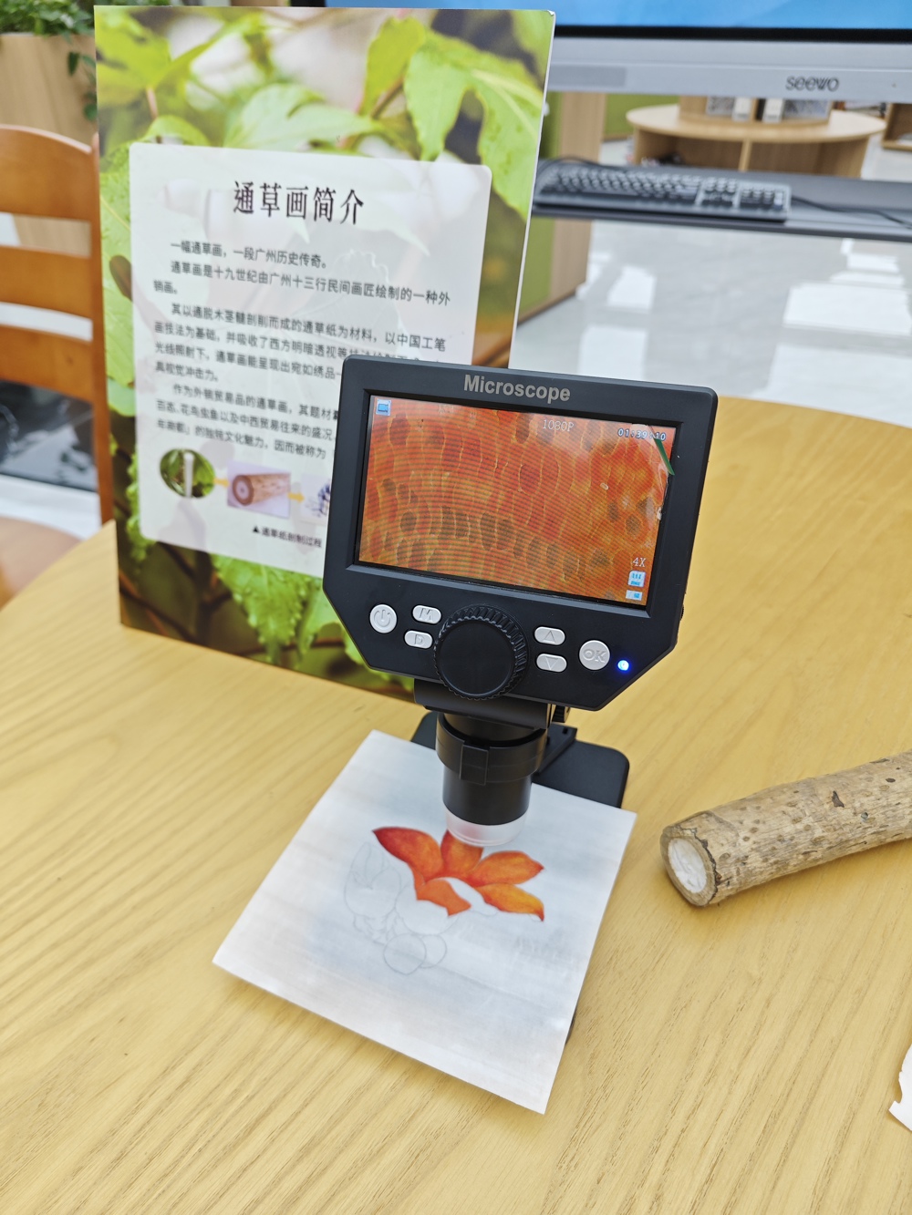 显微镜下的通草画能看见植物细胞结构